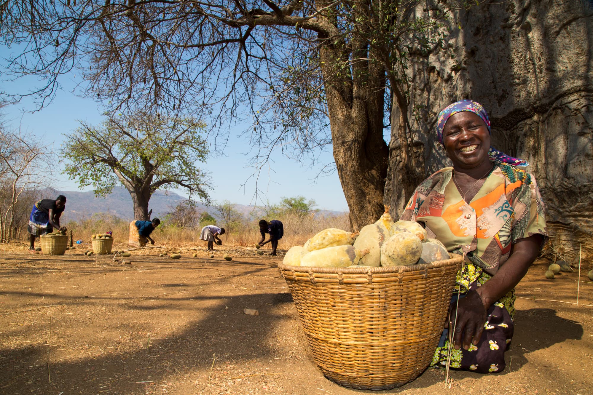 A woman with a basket of baobab fruit beneath a baobab tree