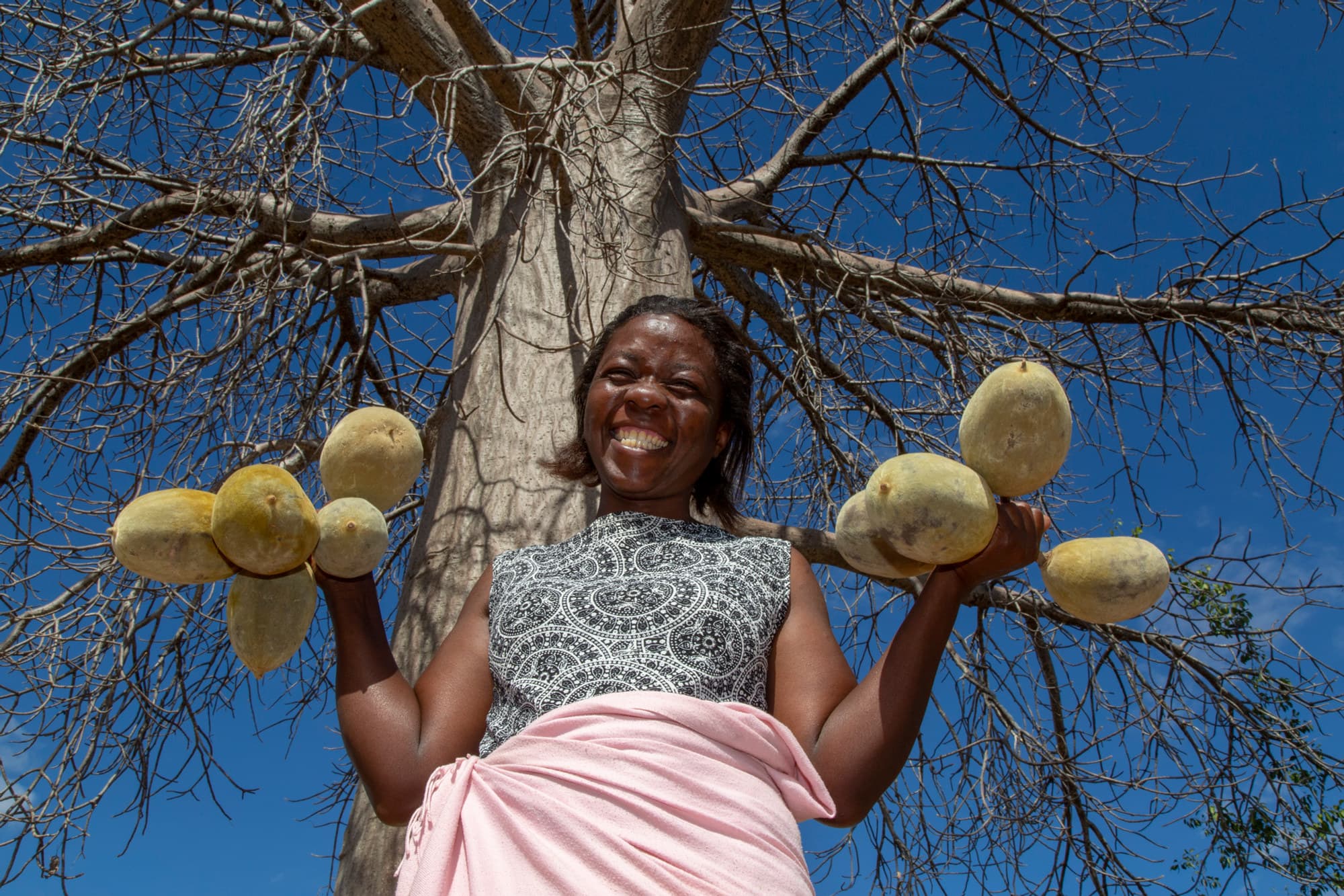 A harvester holding branches of baobab fruit beneath the tree