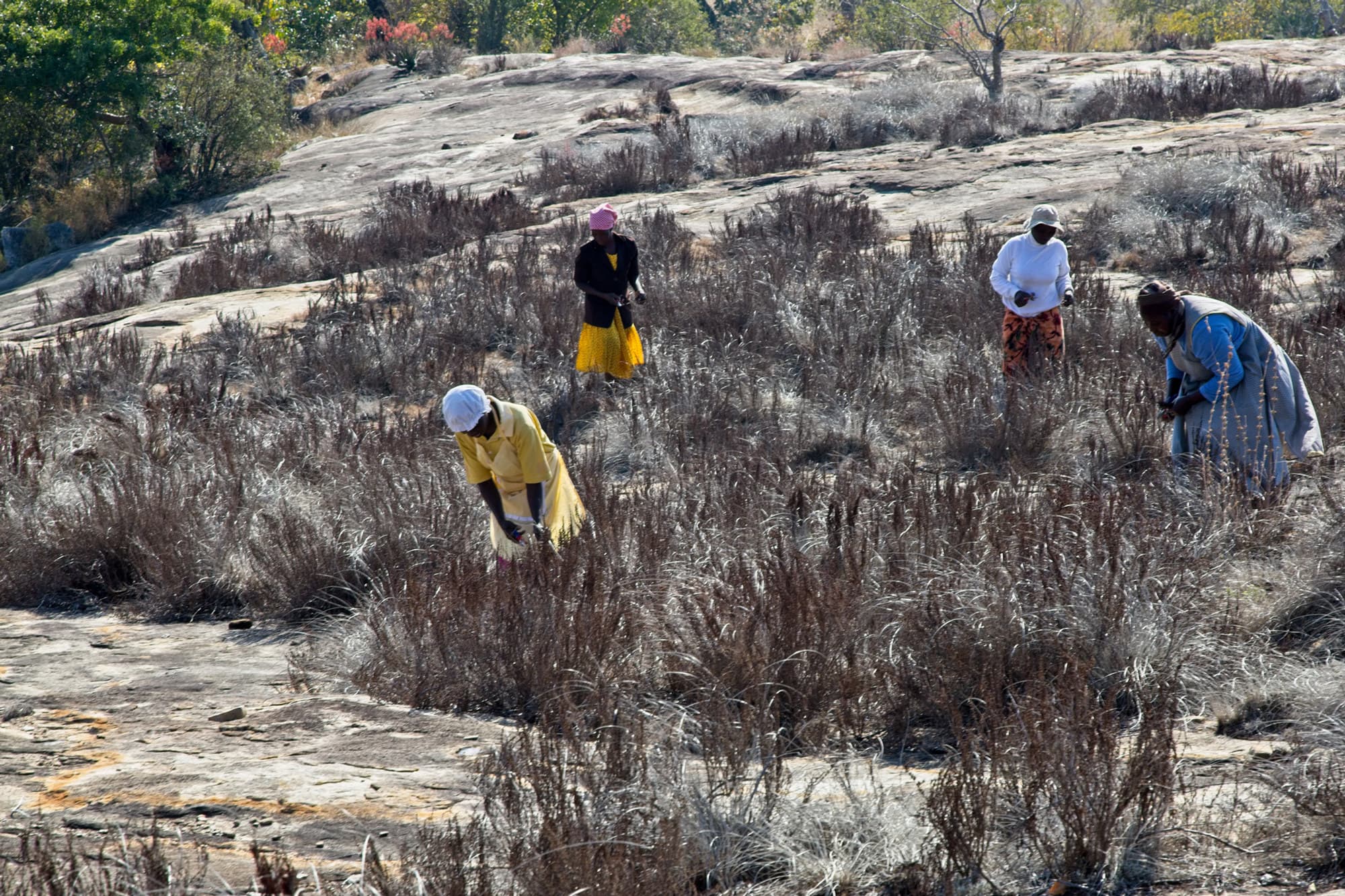 Wild-harvesters gathering resurrection bush on granite in Zimbabwe