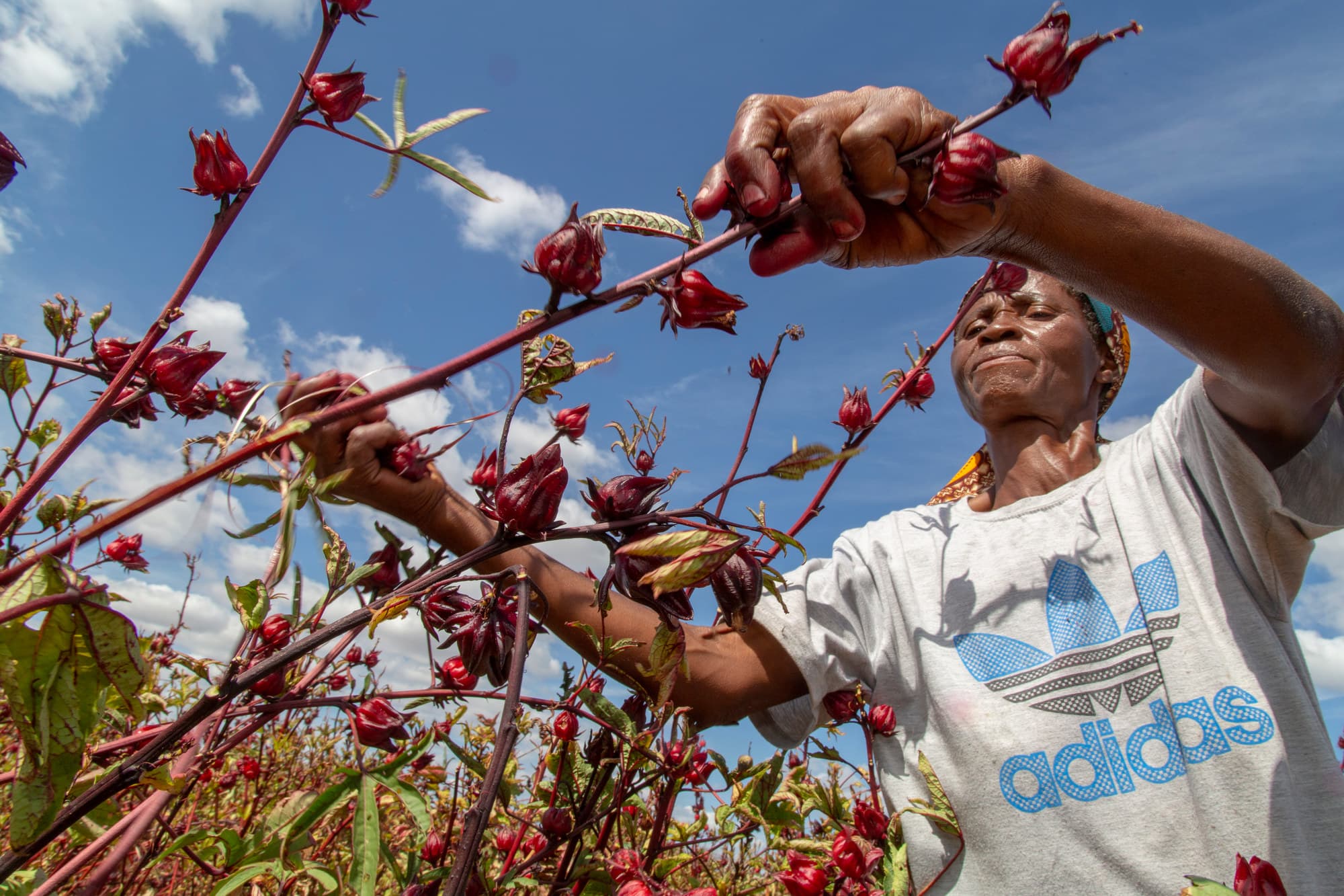 Harvesting hibiscus calyces under a bright sky