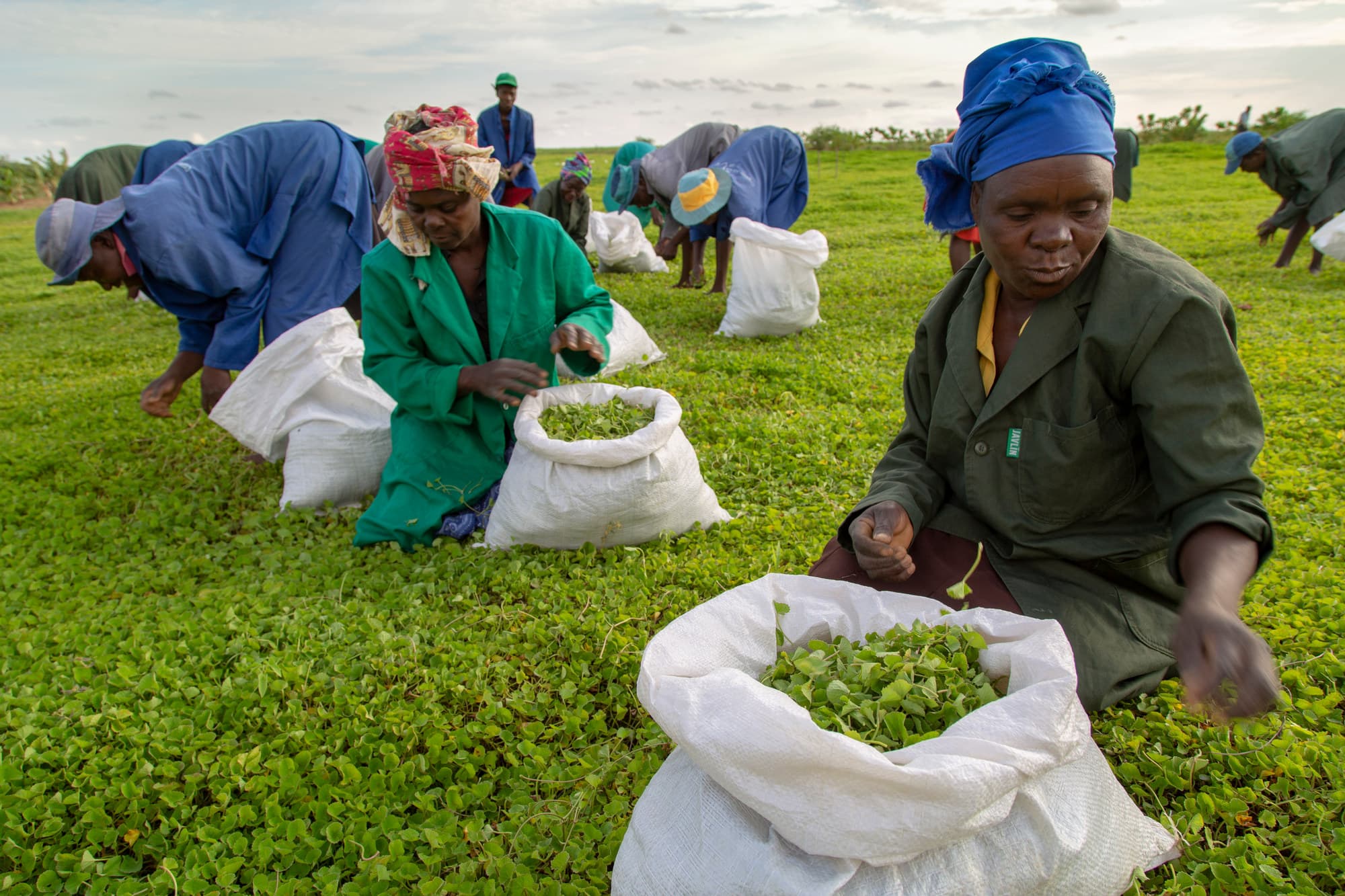 A team picking moringa leaves at dawn
